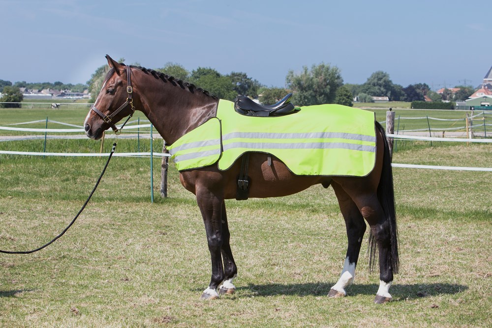 Goedkope paarden en pony ✅ Licht & Reflectie Goedkope paarden en pony ✅ Licht & Reflectie
