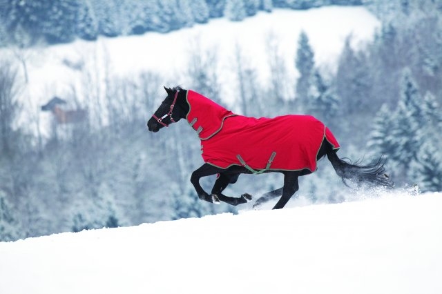 Paarden Deken Paarden Deken