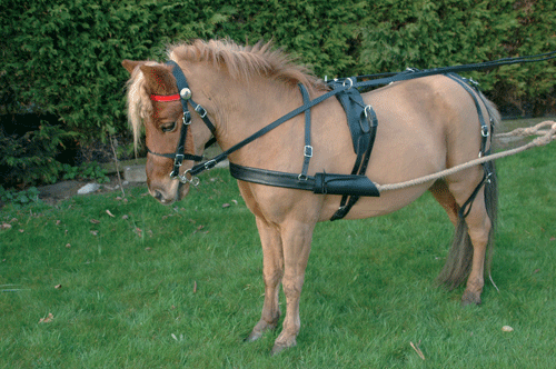 Goedkope paarden en pony ✅ Overige Tuigen Mensport Kopen? ✅ Goedkope paarden en pony ✅ Overige Tuigen Mensport Kopen? ✅