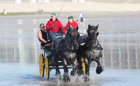 Ideal Trekpaarden Tuigen Ideal Trekpaarden Tuigen
